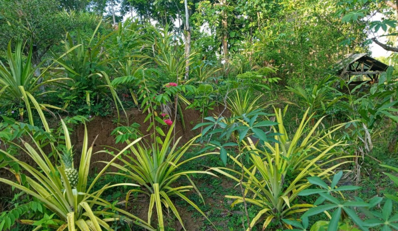 Inovasi Kadus Mertak Mas: Lahan Lering Disulap Jadi Kebun Buah-Buahan